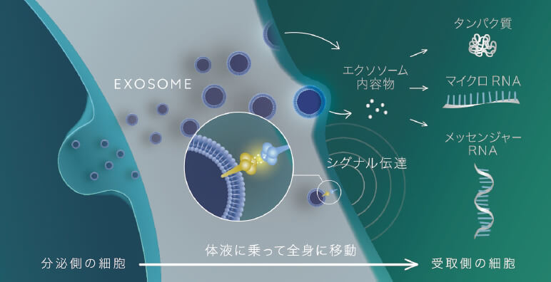 エクソソームとは