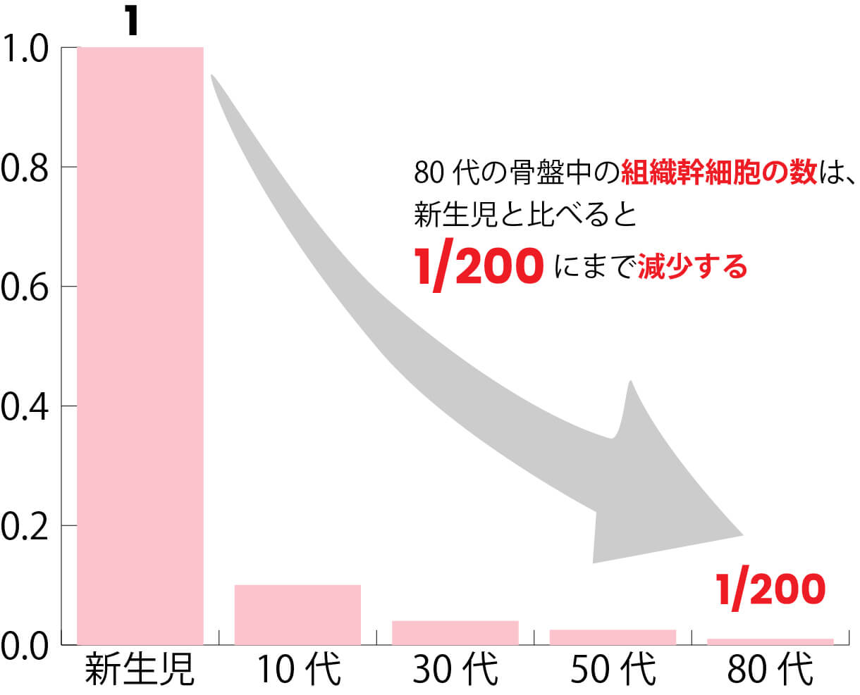 加齢とともに減少する幹細胞