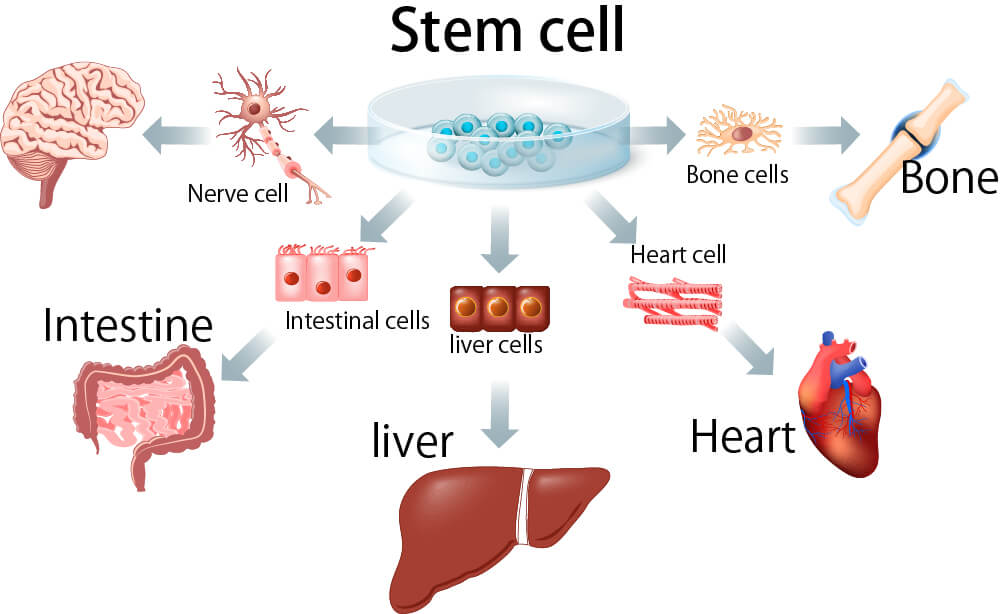 The Power and Potential of Stem Cell Exosomes