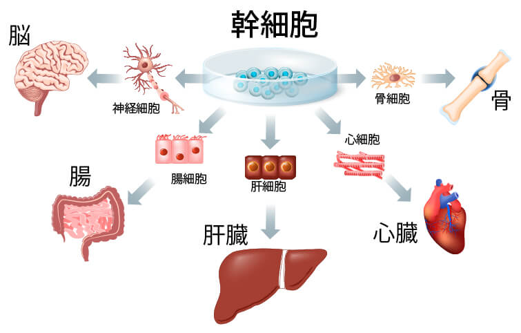 幹細胞培養上清液の「幹細胞」とは？