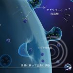幹細胞培養上清液とエクソソームの違いとは？その特徴と選び方