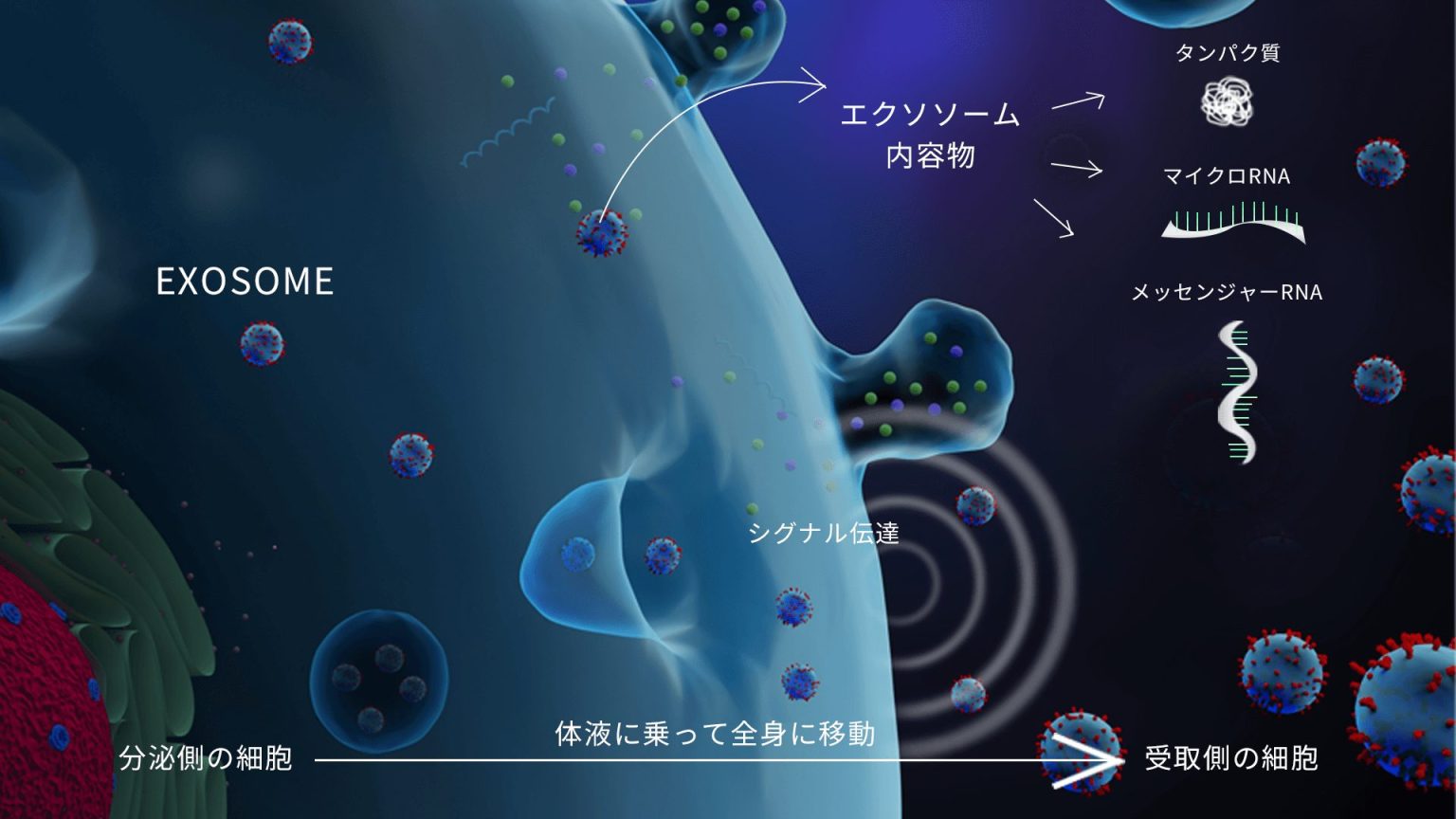 幹細胞培養上清液とエクソソームの違いとは？その特徴と選び方