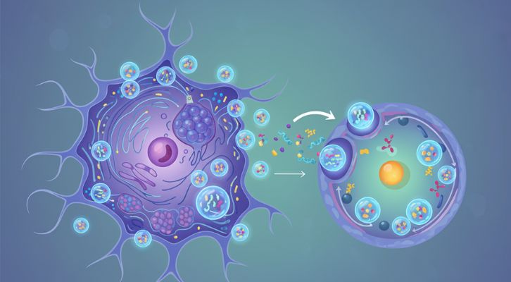 幹細胞エクソソームの仕組み