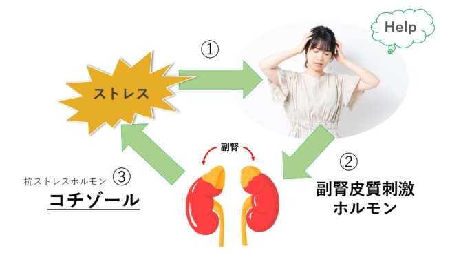 睡眠負債を生む社会背景③
ストレスとホルモン乱れ