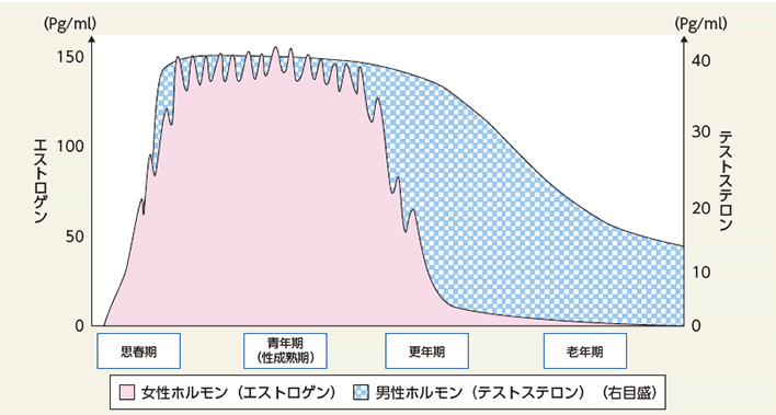 エストロゲンの変化