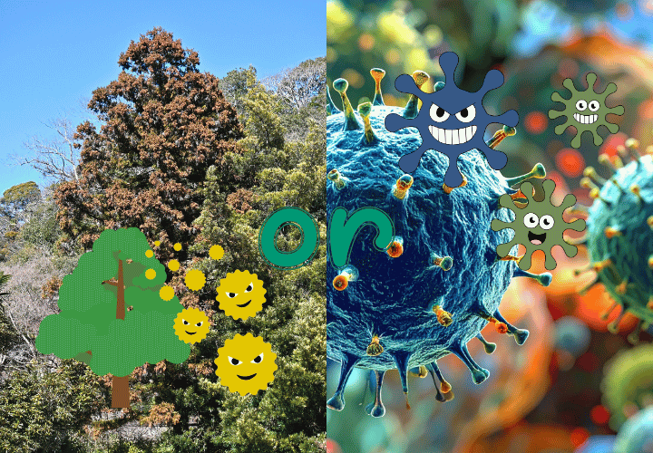 花粉症と風邪(インフルエンザなど)の症状の違いは?